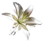 flowers073.gif