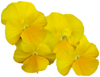 flowers195.gif